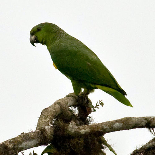 Scaly-naped amazon